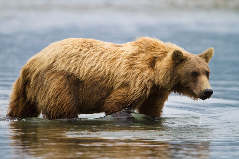 Grizzly Bear Crossing River